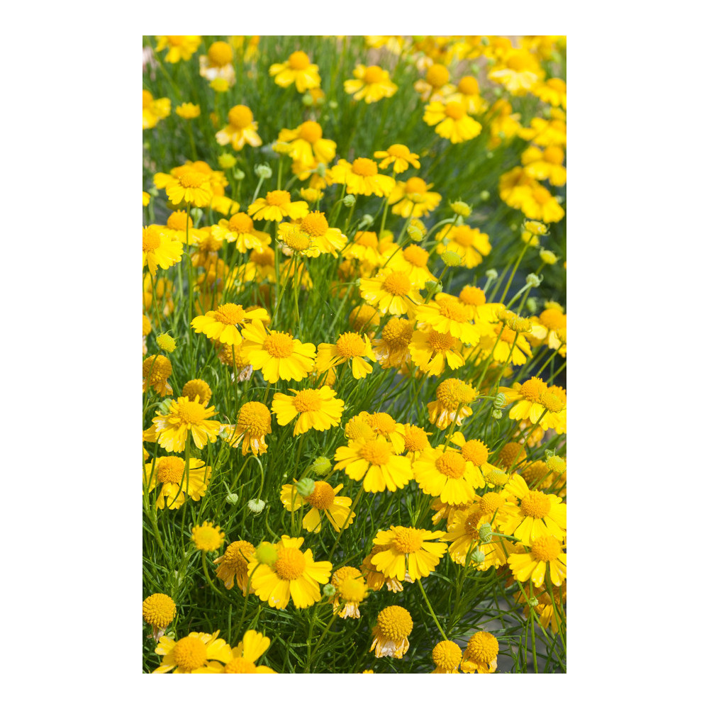 Helenium Goldfield Helenium Goldfield
