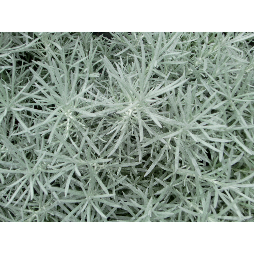 Helichrysum Italicum Helichrysum Italicum