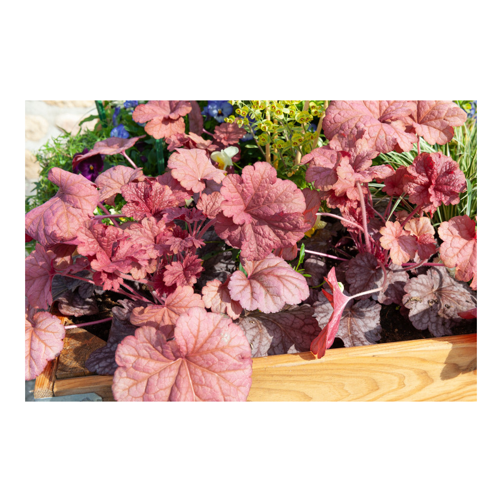 Heuchera Berry Smoothie Heuchera Berry Smoothie