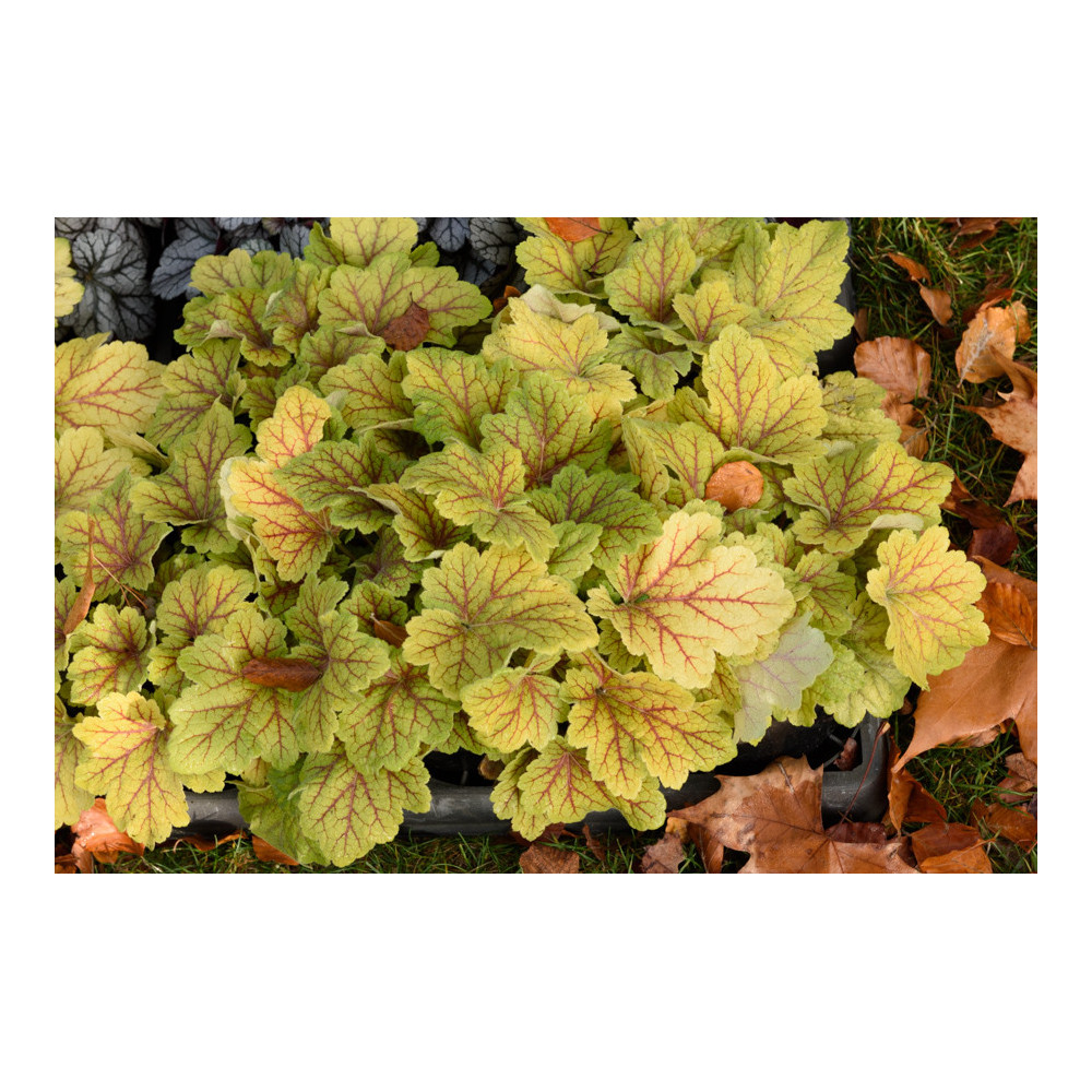 Heuchera Electra Heuchera Electra