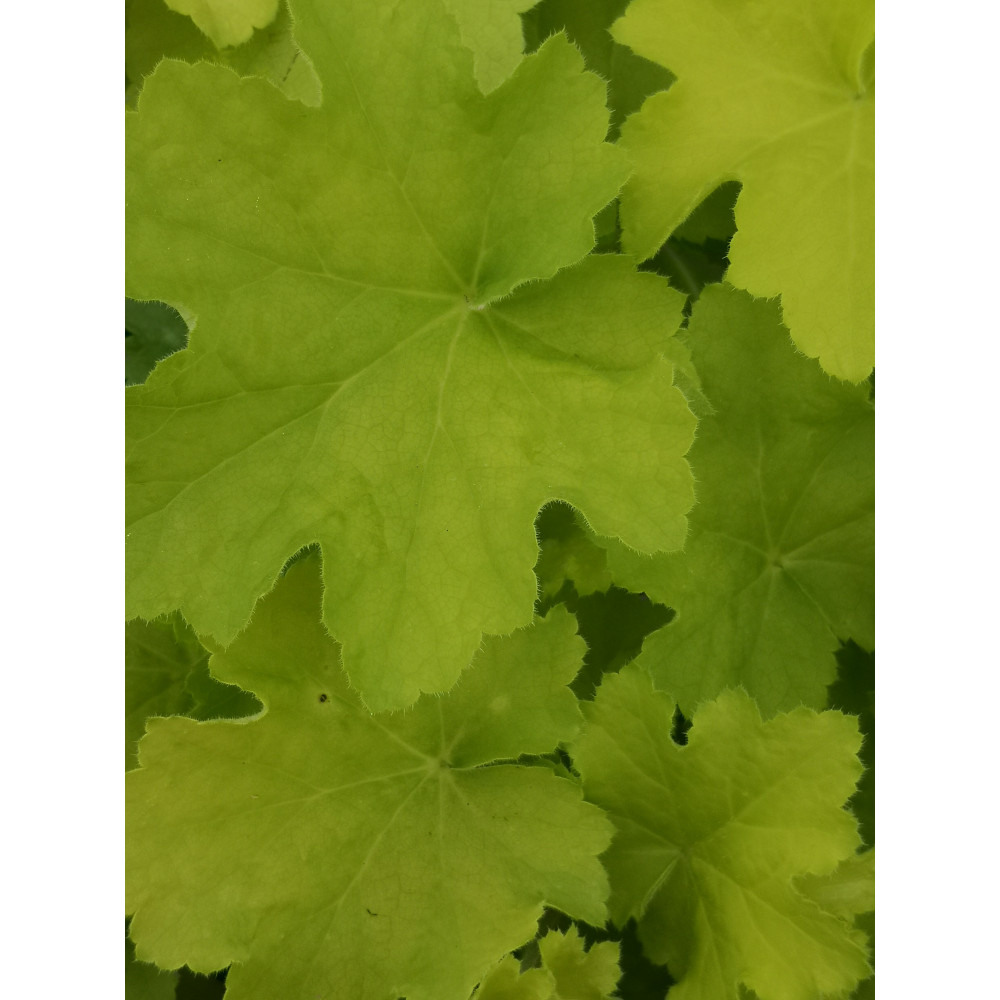 Heuchera Lime Marmelade Jaune Heuchera Lime Marmelade Jaune