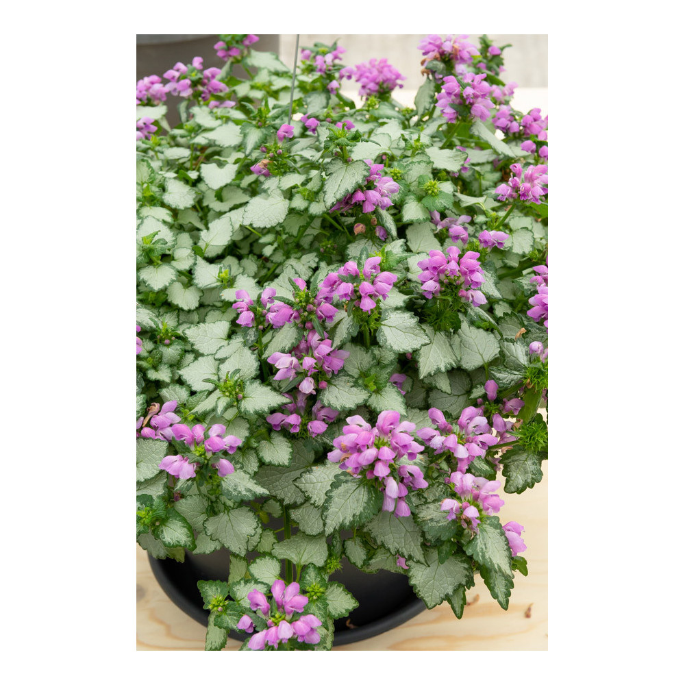 Lamium Beacon Silver Lamium Beacon Silver