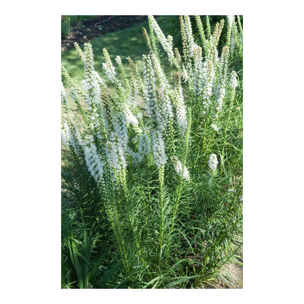 Liatris Floristan Blanc Spicata Liatris Floristan Blanc Spicata