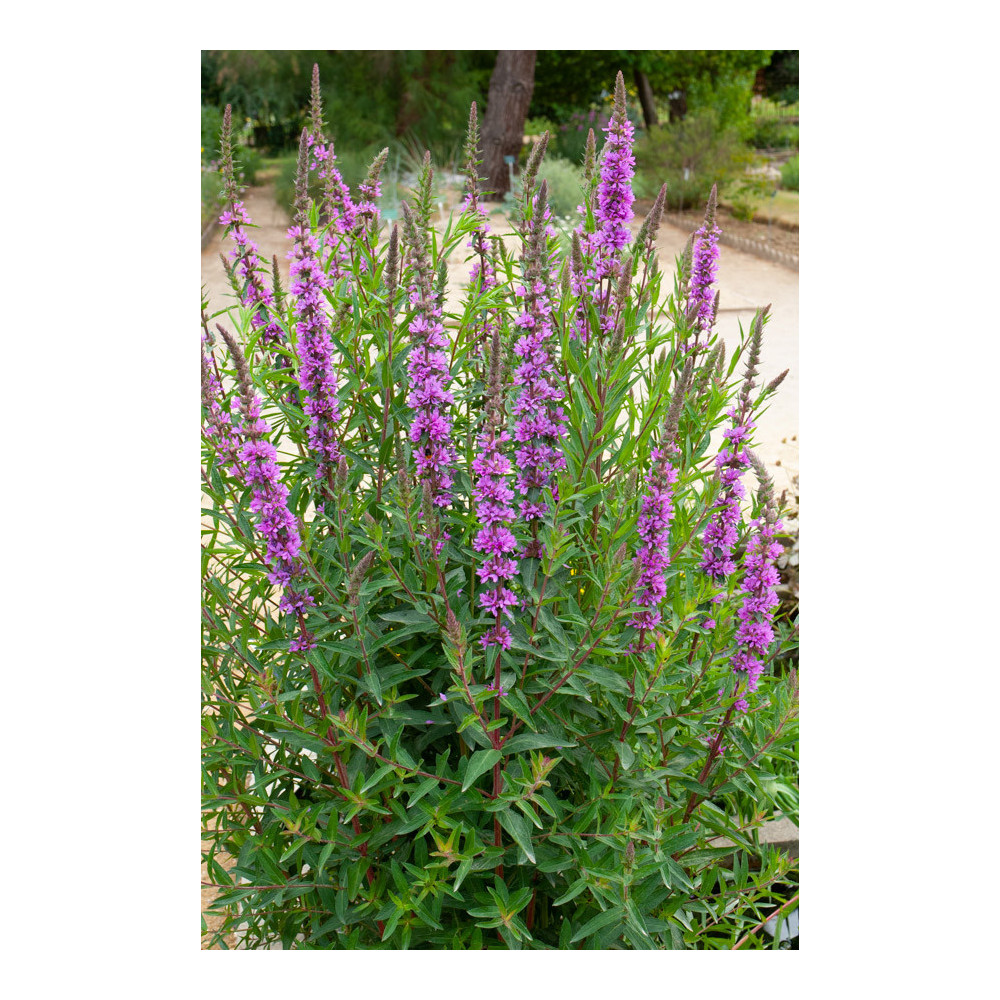 Lythrum Salicaria Rose Lythrum Salicaria Rose