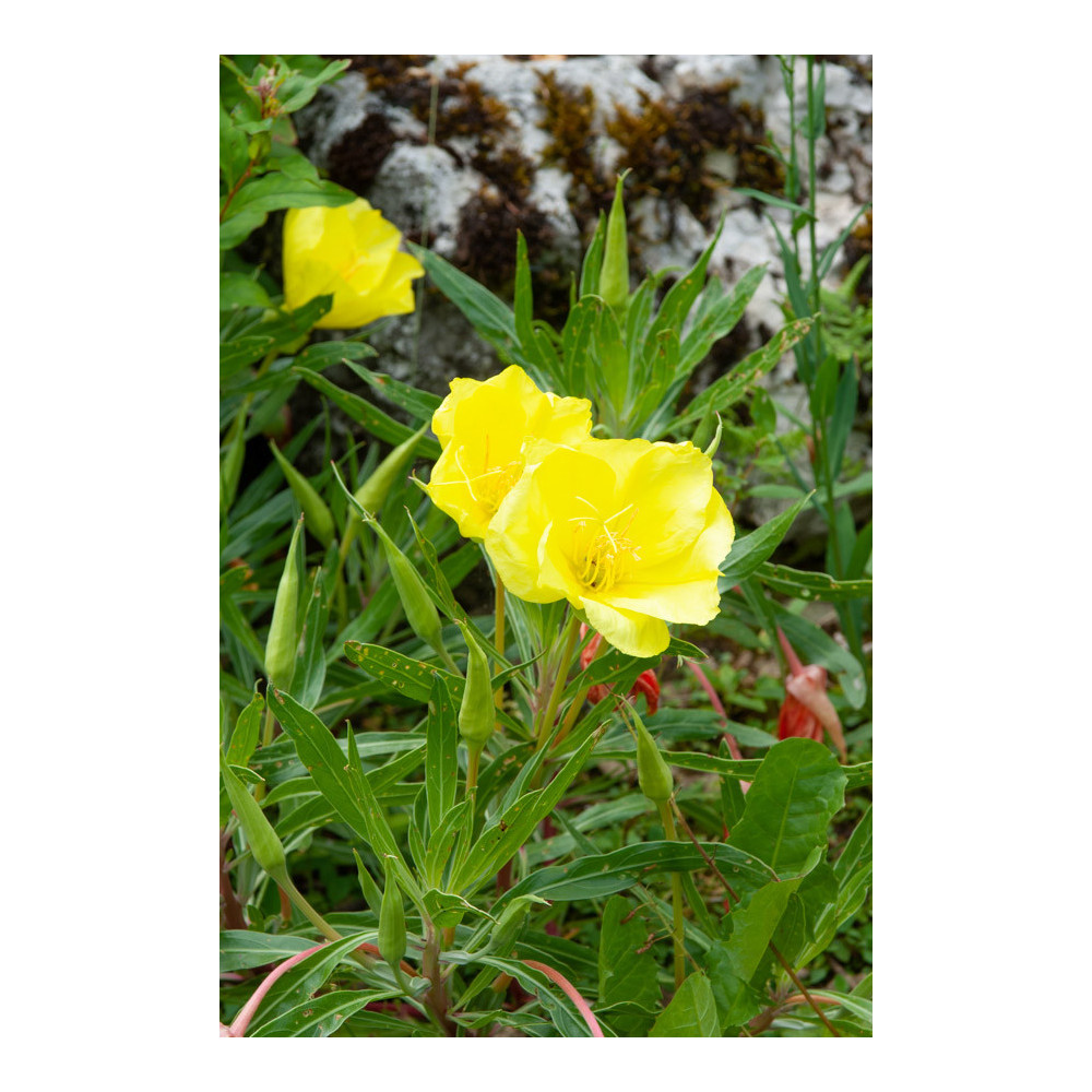 Oenothera Missouriensis Jaune Or Oenothera Missouriensis Jaune Or