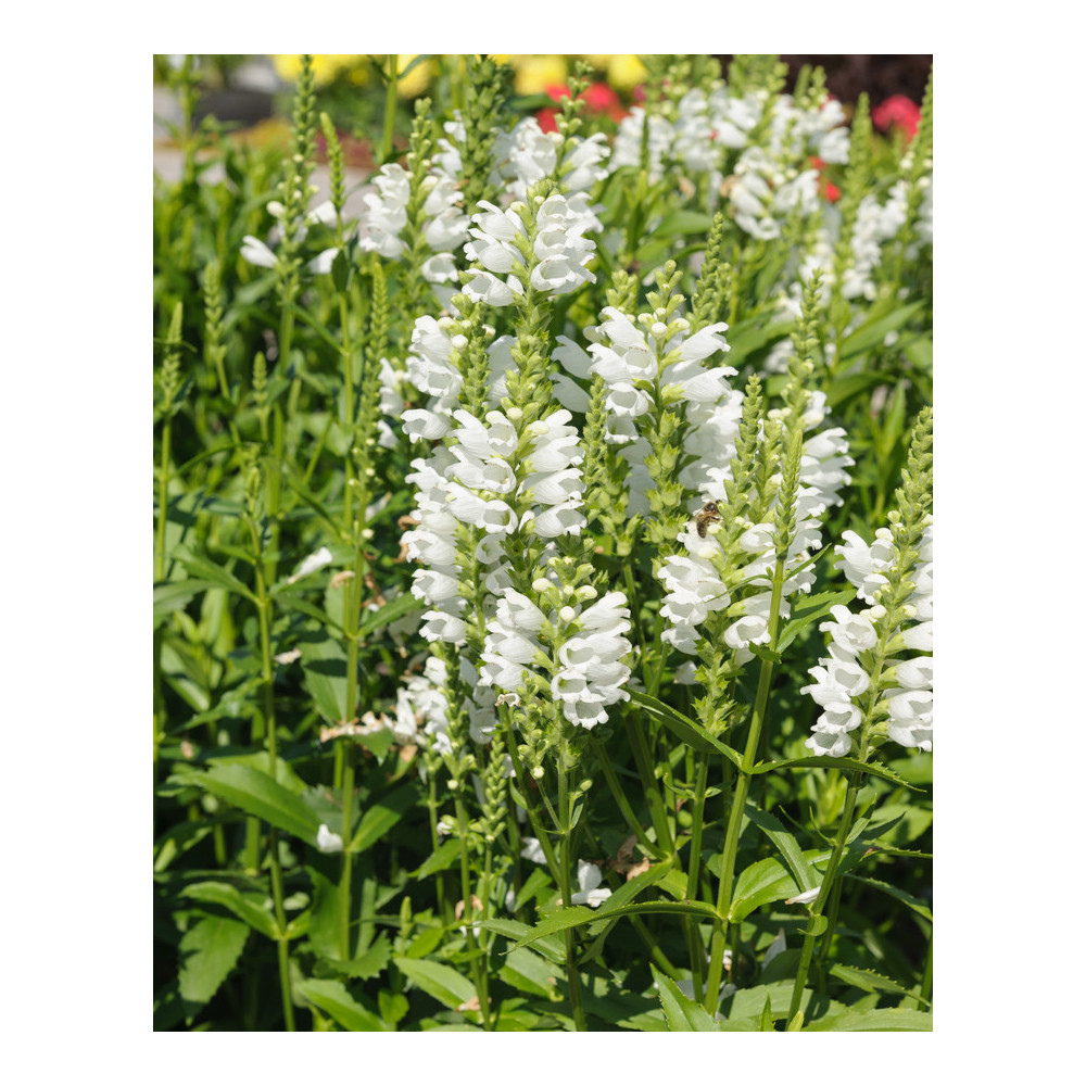Physostegia Virginiana Alba Physostegia Virginiana Alba