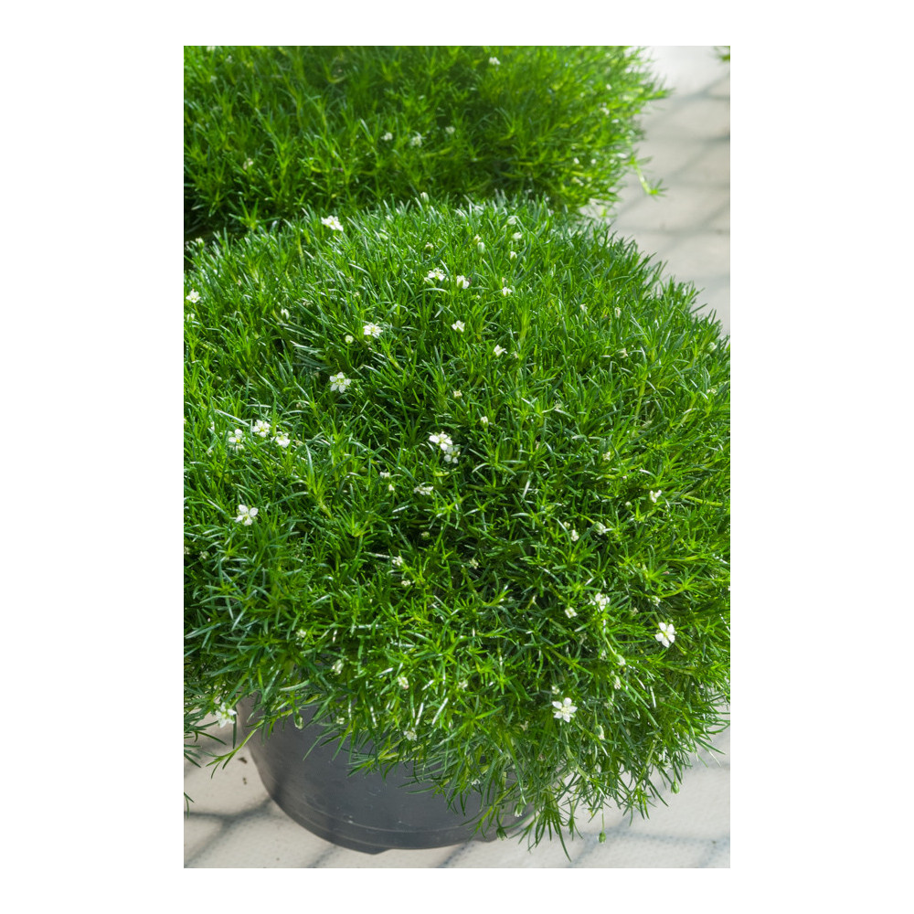Sagine Subulata Green Moss Sagine Subulata Green Moss