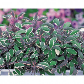 Sauge Officinale Panaché Tricolor