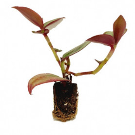 Tradescantia Zebrina
