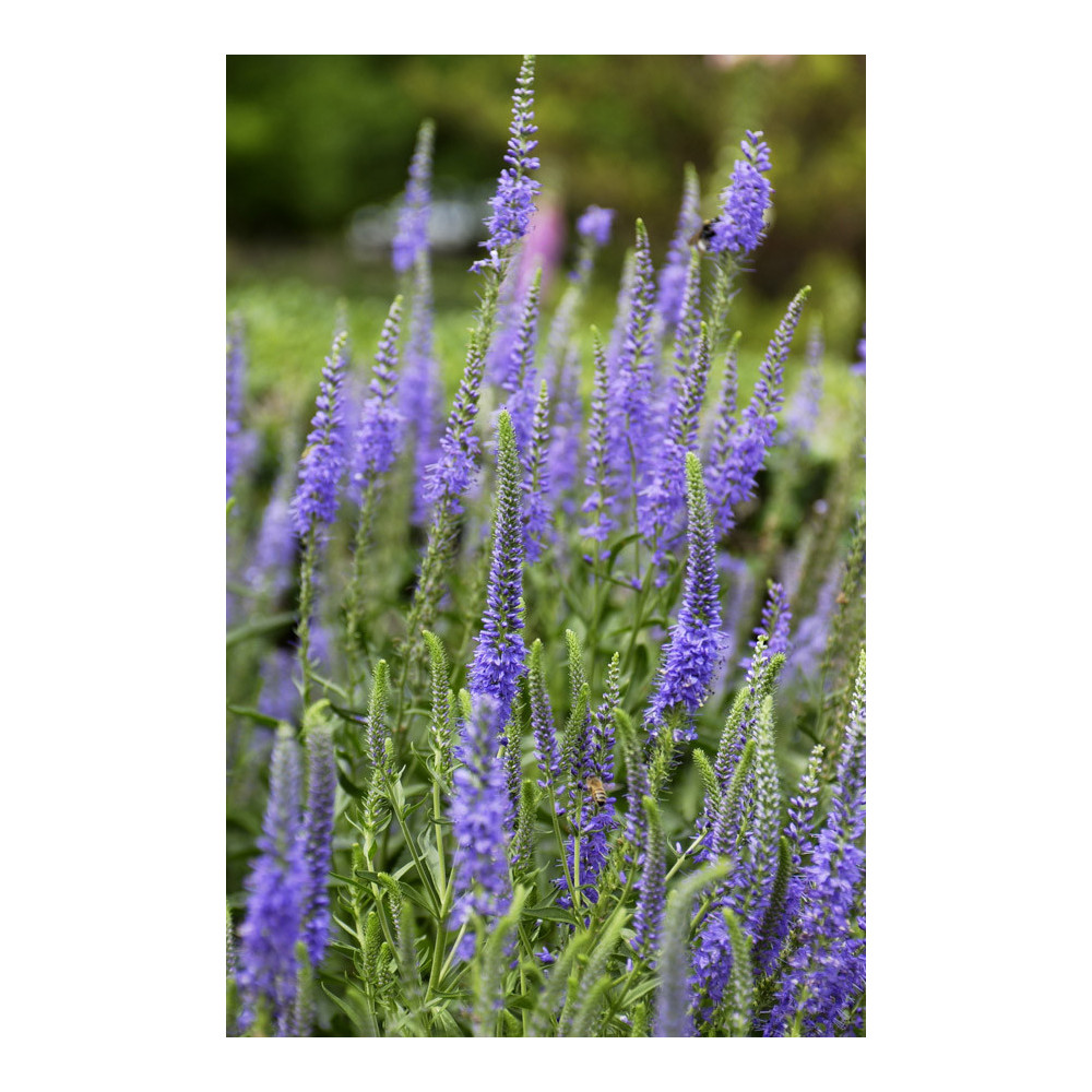 Veronique Spicata Bleu Bouquet Veronique Spicata Bleu Bouquet