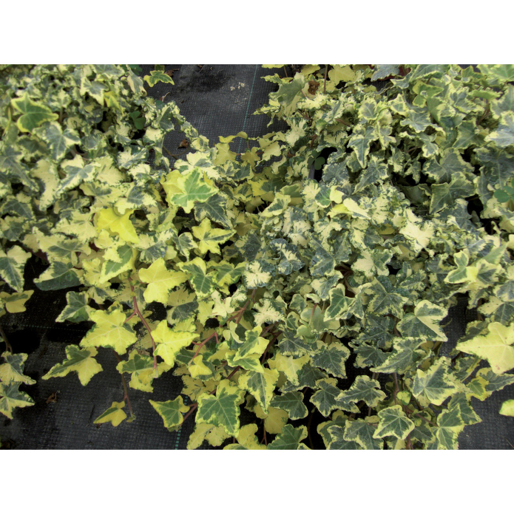 Hedera Yellow Rippel Panaché Vert Et Jaune Hedera Yellow Rippel Panaché Vert Et Jaune