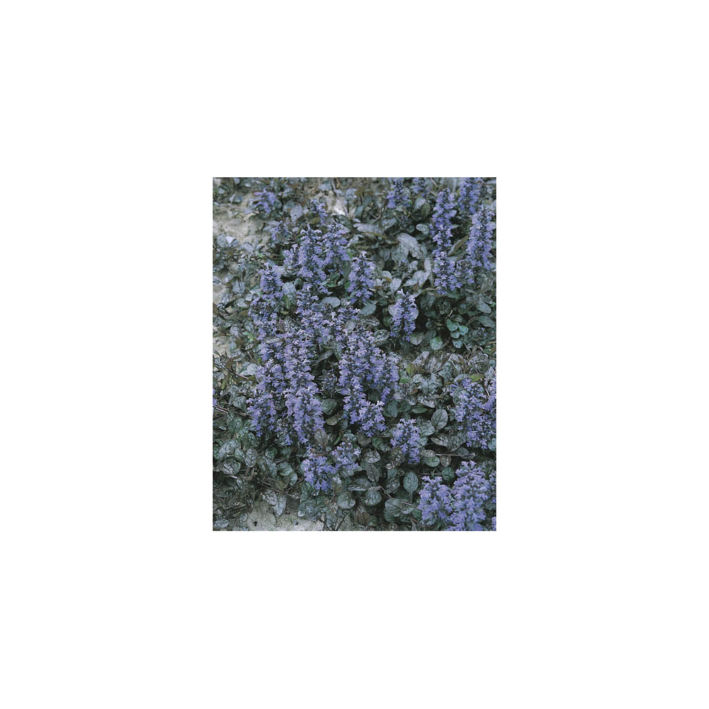 Ajuga Reptans Ajuga Reptans
