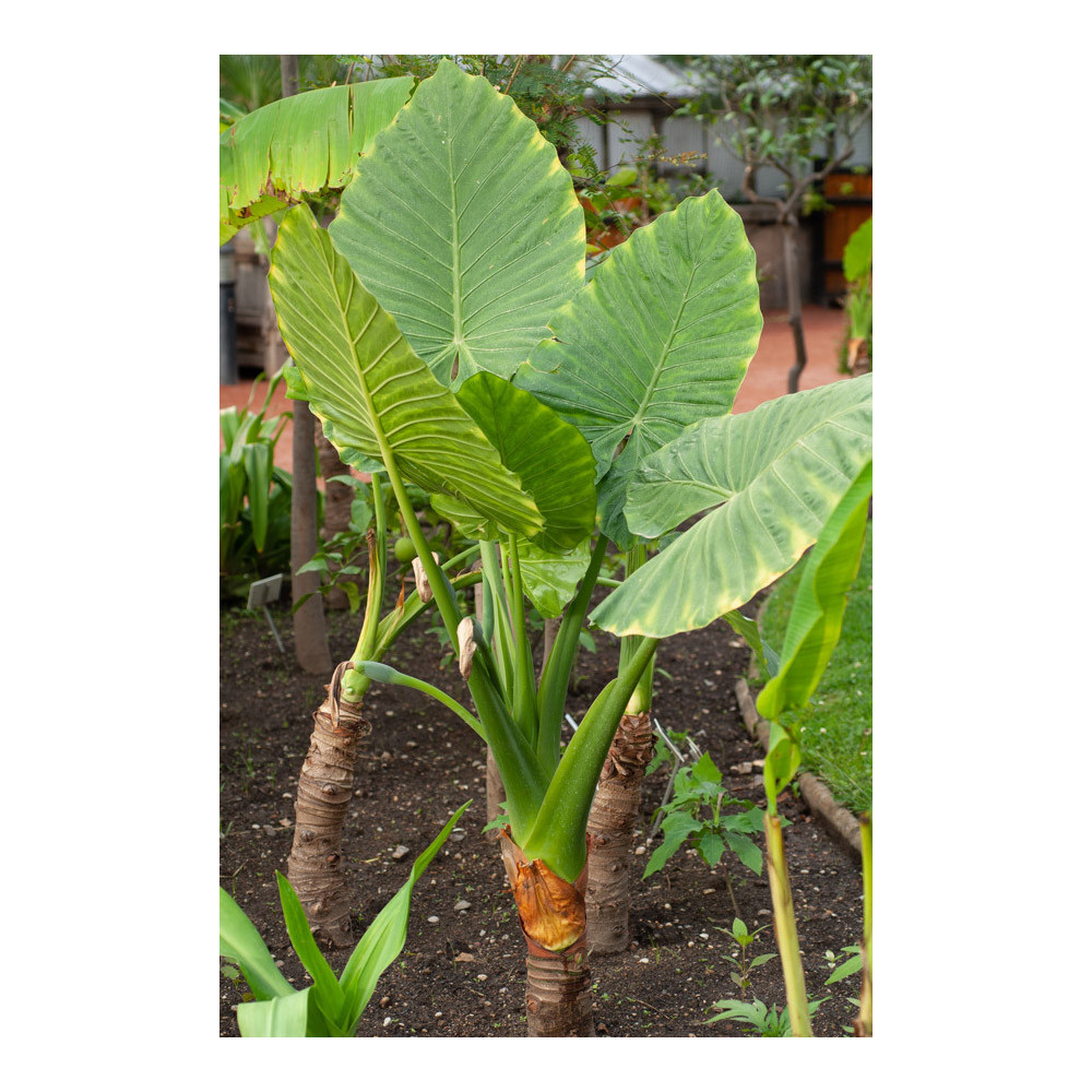 Alocasia Calodora Alocasia Calodora