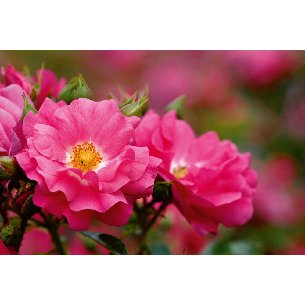Rosier Decorosiers Emera Rose Fuchsia Rosier Decorosiers Emera Rose Fuchsia