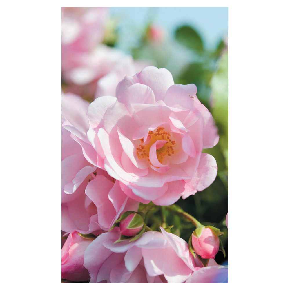 Rosier Decorosiers Mareva Rose Clair Rosier Decorosiers Mareva Rose Clair