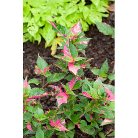 Achyrante Irésine Alternanthéra Party Time