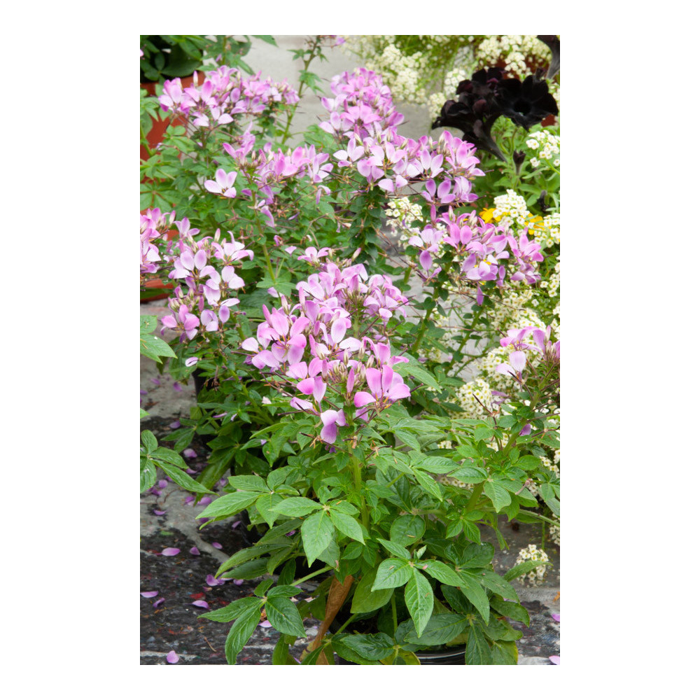 Cléome Clio Magenta Carolina Cléome Clio Magenta Carolina