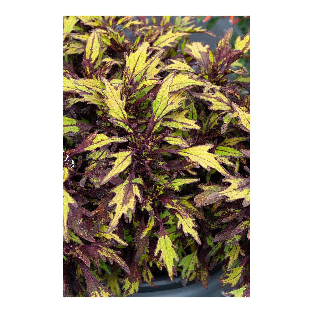 Coleus Bt Cocoamint Vert Marron Coleus Bt Cocoamint Vert Marron