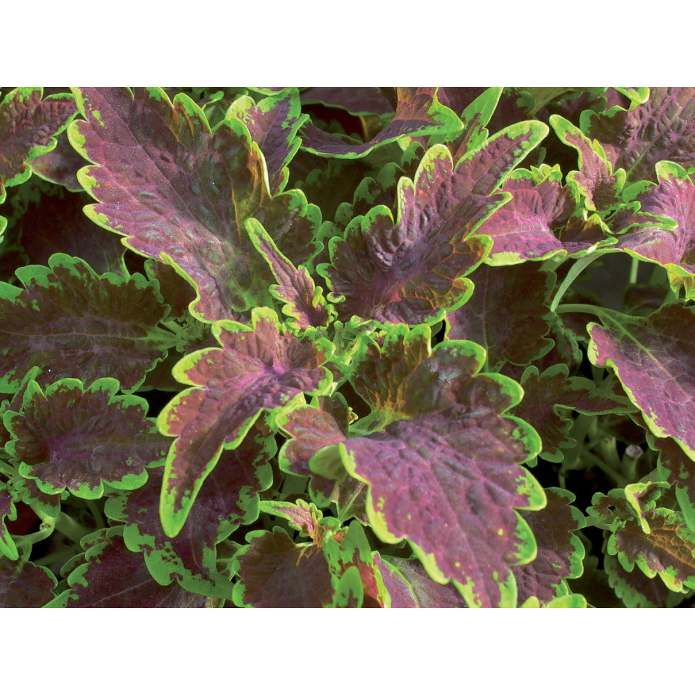 Coleus Bt Pello Marie-louise Coleus Bt Pello Marie-louise
