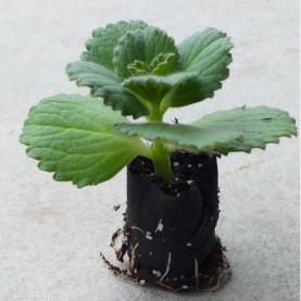 Coleus Canina