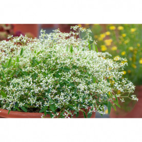 Euphorbe Summer Snow