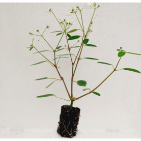 Euphorbe Summer Snow