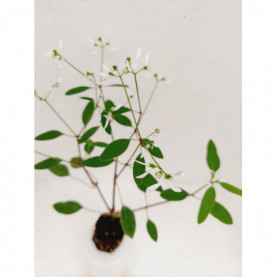 Euphorbe Summer Snow