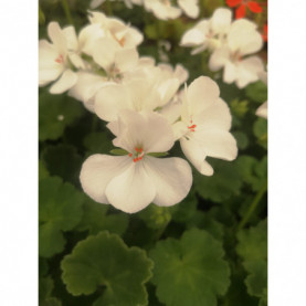 Geranium Zonal Iceberg Blanc Feuilles Vertes