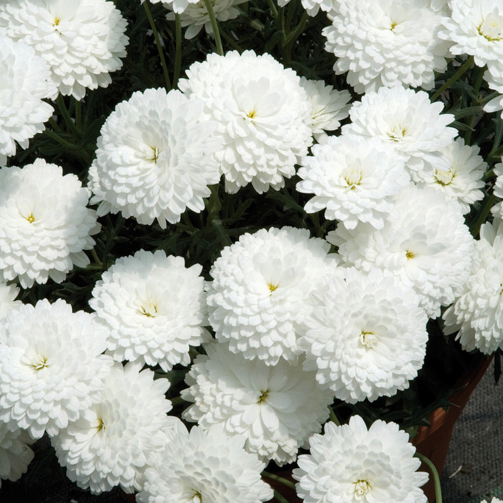 Anthemis Blanche Double Anthemis Blanche Double