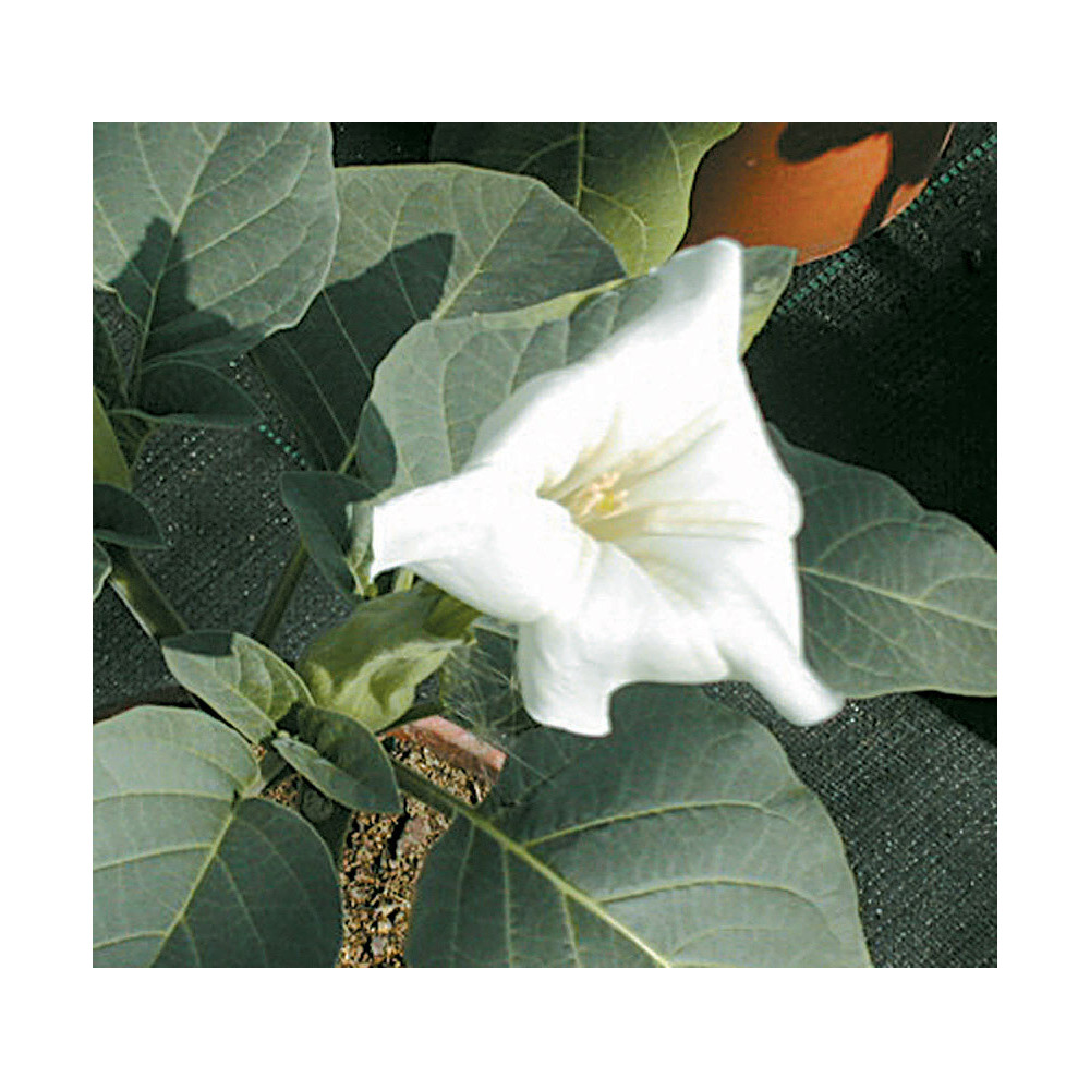 Datura Belle Blanche Datura Belle Blanche