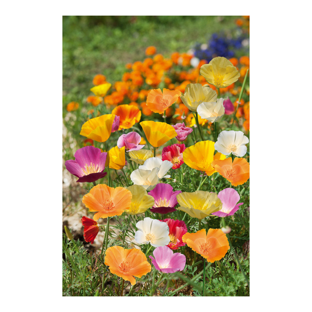 Eschscholzia Californica Mélange Eschscholzia Californica Mélange