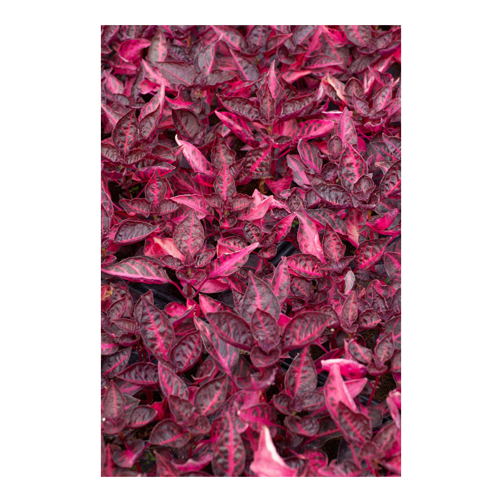 Achyrante Irésine Blazin Rose Achyrante Irésine Blazin Rose