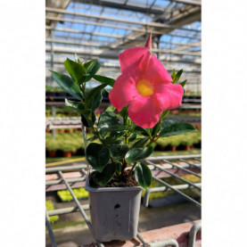 Dipladénia Mélange