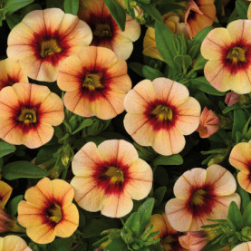 Calibrachoa Eyeconic Peach Coeur Fonce