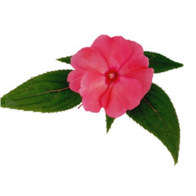Impatiens Nouvelle Guinée Para Delias Rose