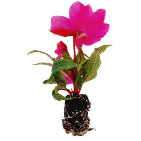 Impatiens Nouvelle Guinée Para Pappeete Violet