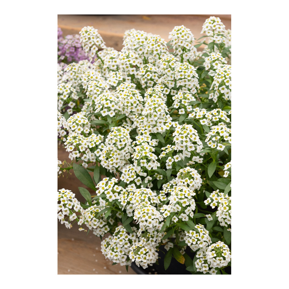 Lobularia Reine Blanche - White Stream Lobularia Reine Blanche - White Stream