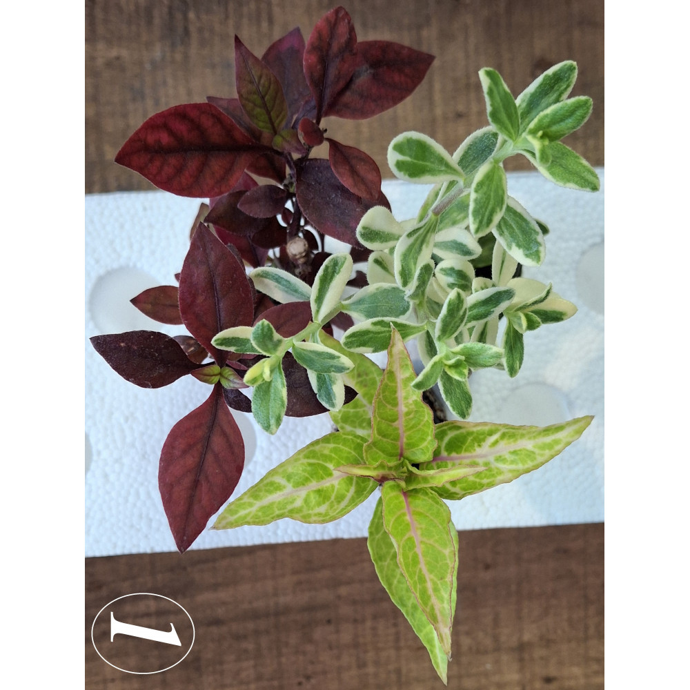 Plantes Feuillage Décoratifs 3 Plants Plantes Feuillage Décoratifs 3 Plants