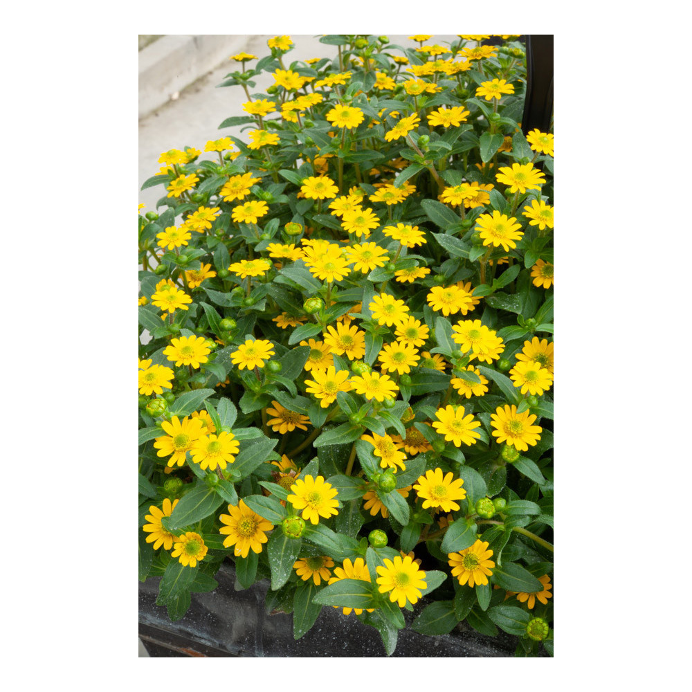 Sanvitalia Jaune Sanvitalia Jaune