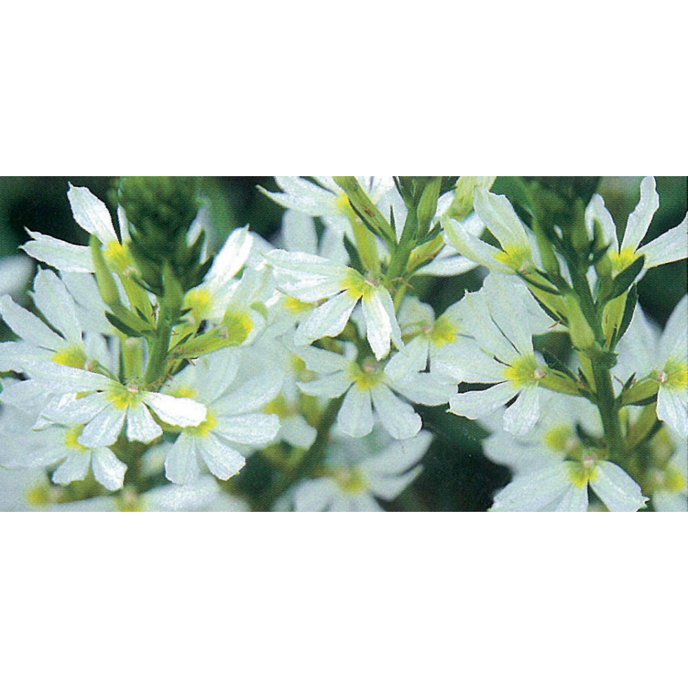 Scaevola Blanc Scaevola Blanc