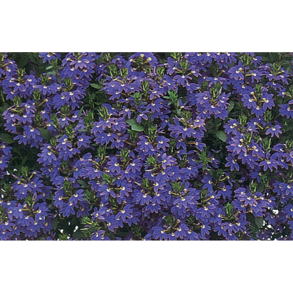 Scaevola Bleu Scaevola Bleu