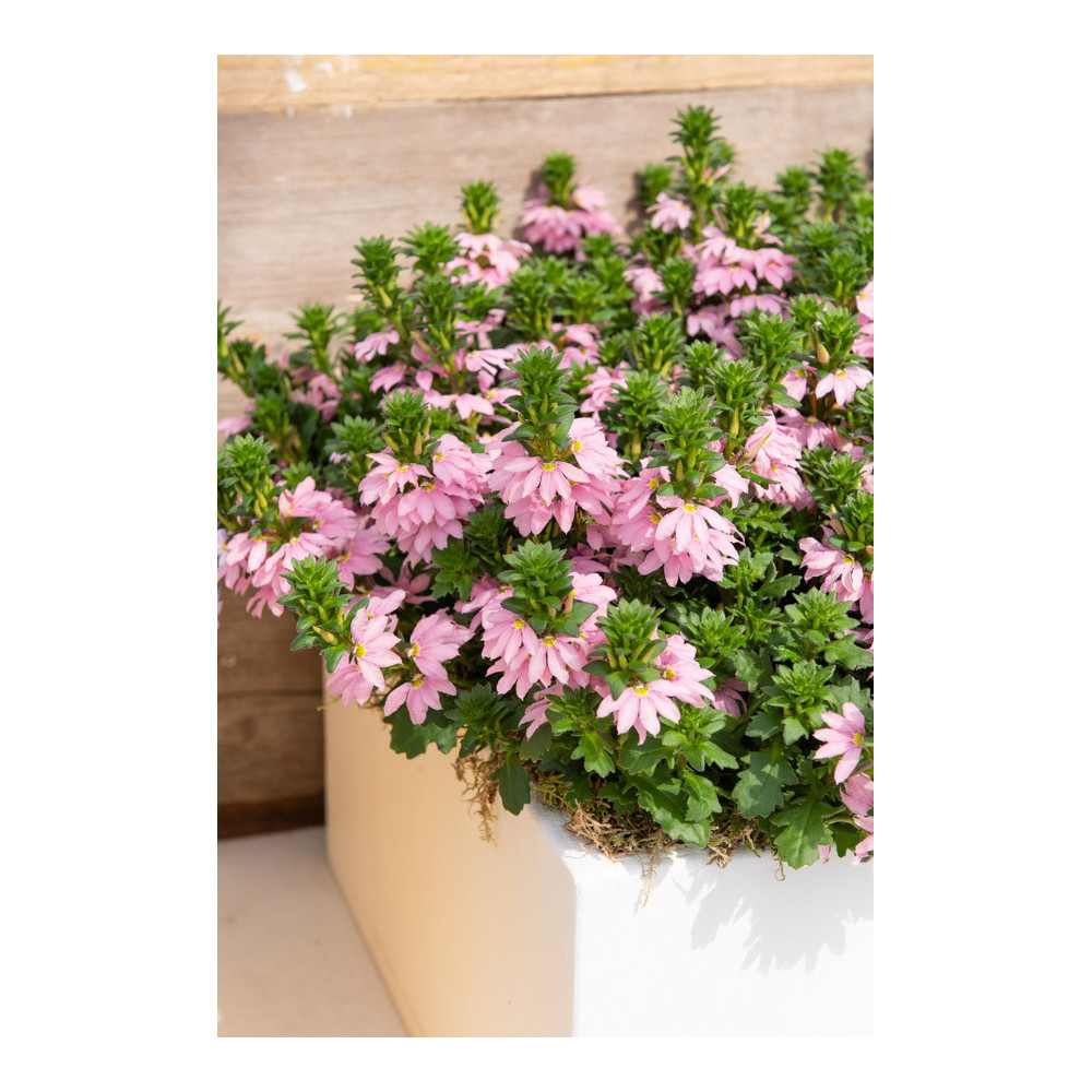 Scaevola Topaz Pink Scaevola Topaz Pink