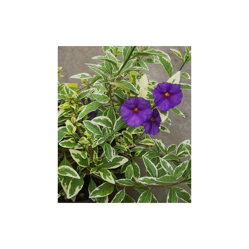 Solanum Panaché Solanum Panaché
