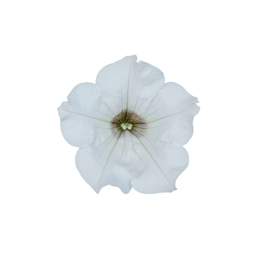 Surfinia White Blanc Surfinia White Blanc