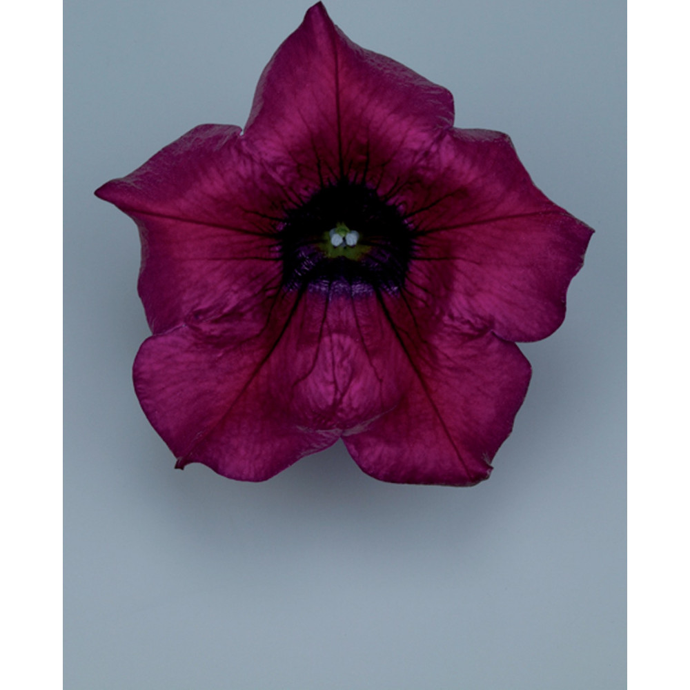 Surfinia Burgundy Surfinia Burgundy