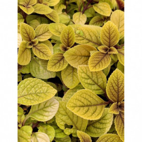 PHOTO 1/PLECTANTRUS SASHA.jpg