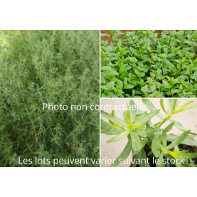 Aromatiques Lot De 3 Plants
