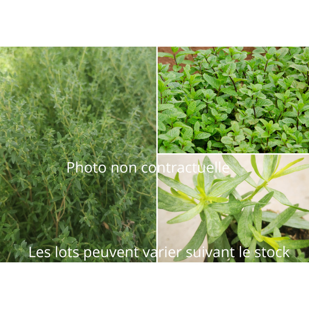 Aromatiques Lot De 3 Plants Aromatiques Lot De 3 Plants