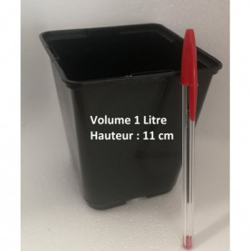 Canne A Sucre Feuillage Vert Canne A Sucre Feuillage Vert