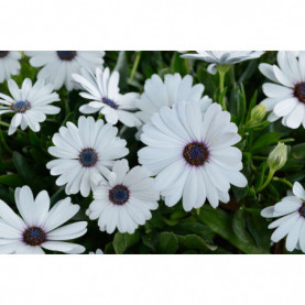 PHOTO 2/OSTEOSPERMUM OSTICADE PURE WHITE 1.jpg